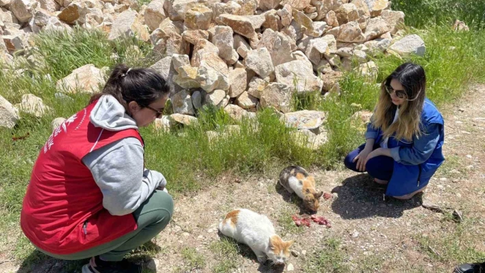 Elazığ'ın genç gönüllülerinden sokak hayvanlarına mama desteği

