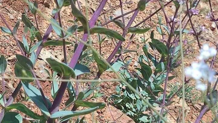 Elazığ'da düğmeli çöven bitkisi izleme çalışması yapıldı

