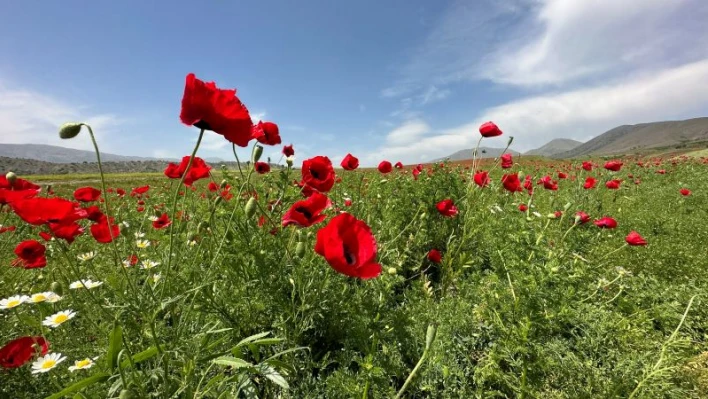 Elazığ'da gelincikler tarlaları kırmızıya boyadı

