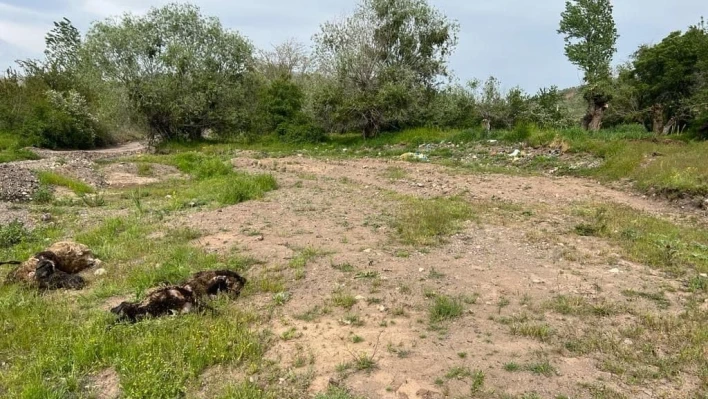 Elazığ'da ağıla giren kurt sürüsü, 21 koyunu telef etti

