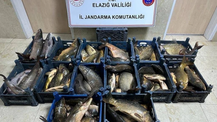 Elazığ'da 1 ton kaçak balık ele geçirildi

