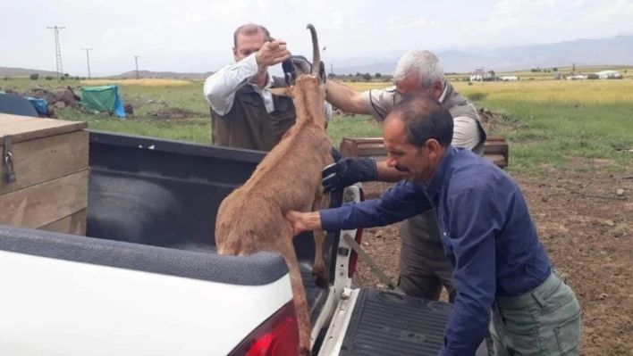 Elazığ'da bitkin halde bulunan dağ keçisi koruma altına alındı


