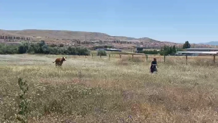 Kurban Bayramının ilk 'kaçağı' Elazığ'dan: Kurbanlık inek sahibinin omurgasını kırıp kaçtı

