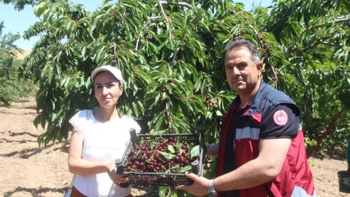 Elazığ'da 7 bin dekar alanda kiraz hasadı sürüyor

