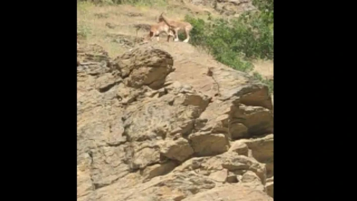 Elazığ'da yaban keçisi sürüsü görüldü
