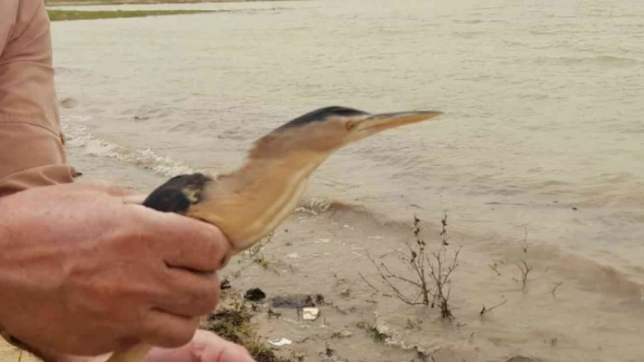 Tedavisi tamamlanan balaban kuşu doğaya bırakıldı
