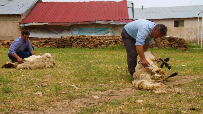 Elazığ'da koyun kırkma mesaisi başladı
