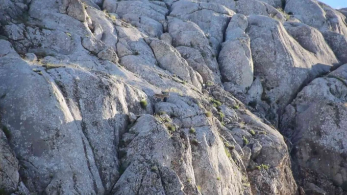 Elazığ'da yavru yaban keçisi görüldü
