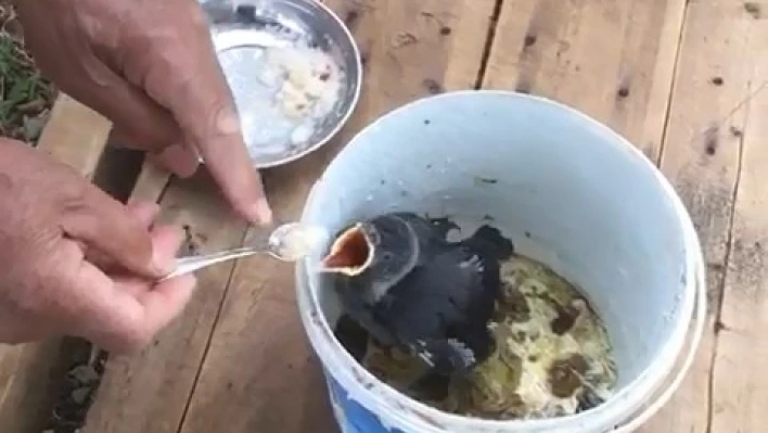 76 yaşındaki Akif Amca, yavru kargayı bebek gibi besliyor
