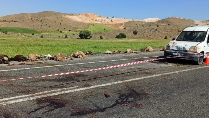 Elazığ'da hafif ticari araç sürüye çarptı, 16 koyun telef oldu
