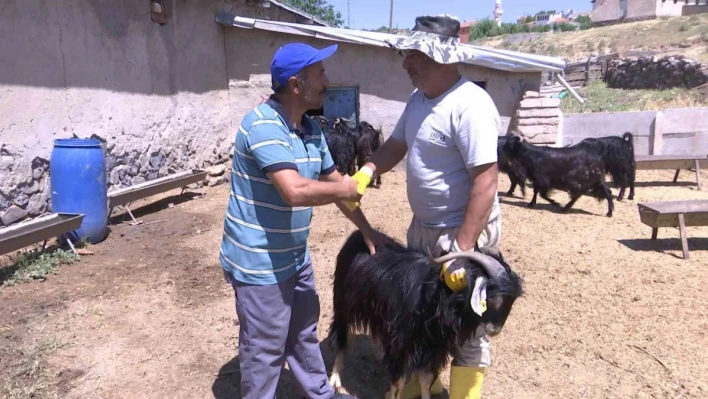 Elazığ'da kurbanlıklar görücüye çıktı: Fiyatlar 2 bin 500 liradan başlıyor
