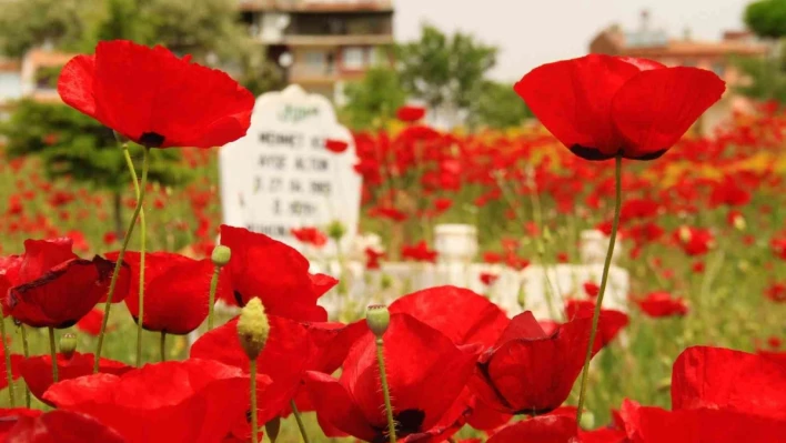 Elazığ'da gelincikler mezarlığı kırmızıya bürüdü
