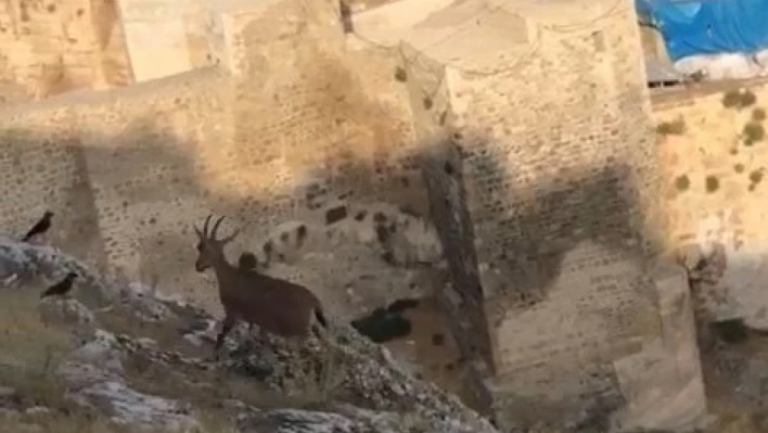 Dağ keçileri Harput'u mesken tuttu