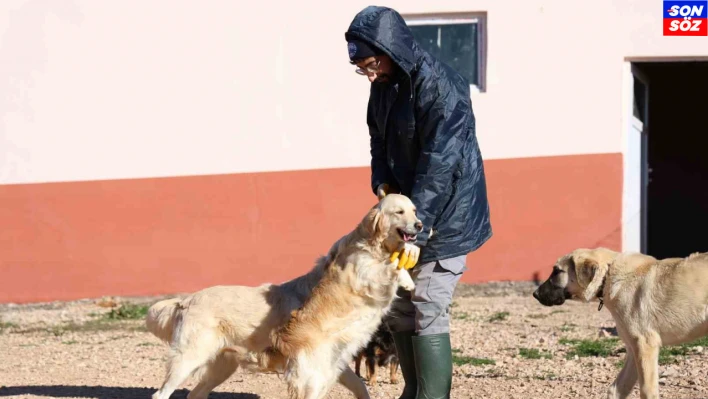 Elazığ Belediyesi'nin yeni hizmetiyle artık hayvan sahiplenmek daha kolay