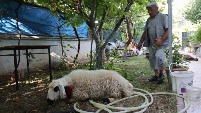 Elazığ'da sokak köpekleri dehşeti: Koyun ve tavukları telef ettiler, 3 koyunu yaraladılar