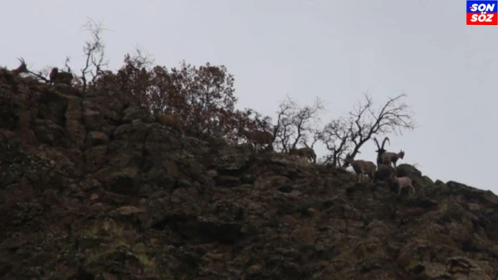 Elazığ'da yaban keçisi envanter çalışması yapıldı