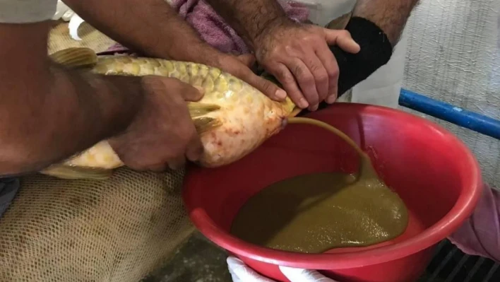 Elazığ'da yılın ilk sazan balığı yumurta sağımı gerçekleştirildi