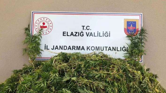 Elazığda 2 bin 208 kök kenevir ele geçirildi