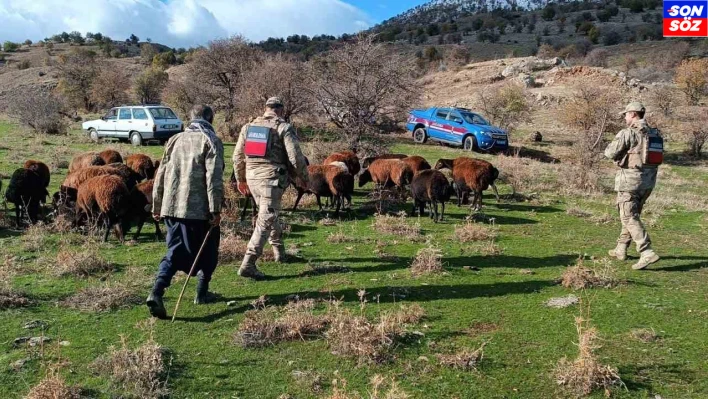 Fırtınada kaybolan koyunlar jandarma tarafından bulundu