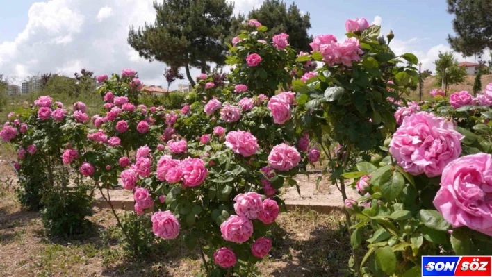 Isparta gülünden 'gül toniği' ürettiler