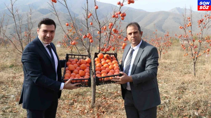 Keban'da Trabzon Hurması hasadı yapıldı