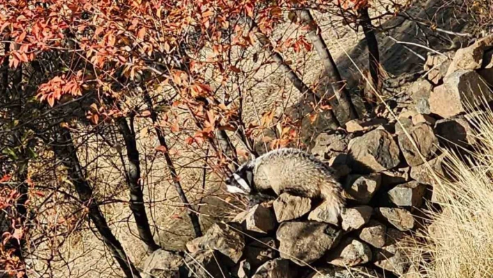 Kırmızı listede bulunan 'Porsuk' Elazığ'da görüldü