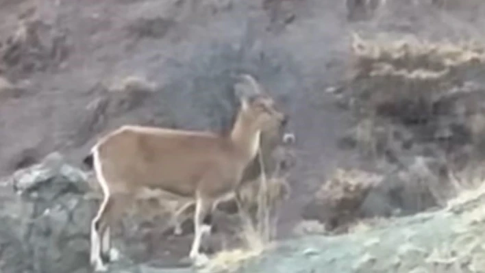 Koruma altındaki dağ keçisi ve yavruları Harput'ta görüntülendi