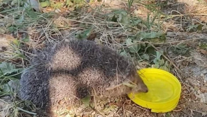 Sıcaktan bitkin düşen kirpiye vatandaşlar su verdi