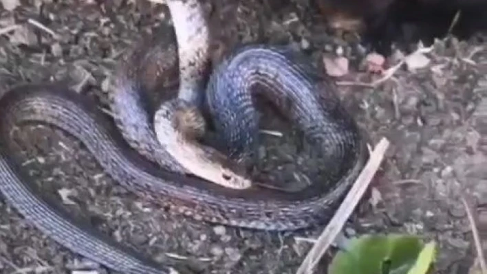 Yavru kedi, 2 metrelik yılanı yakalayıp yemeye çalıştı