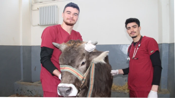 Fırat Üniversitesi Hayvan Hastanesi'nde bir yıl 7 bin 600 hayvan tedavi edildi

