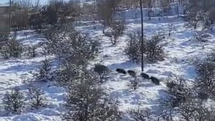 Harput'ta domuz sürüsü görüldü
